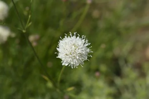 Giant scabious Stock Photos