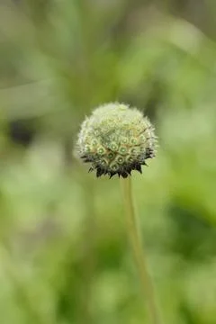 Giant scabious Stock Photos