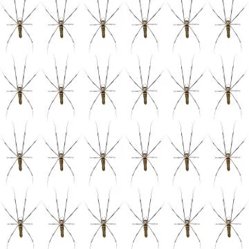 Giant Scary Spider Pattern Isolated on a white background. Stock Photos