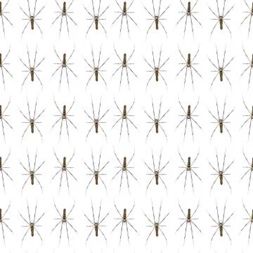 Giant Scary Spider Pattern Isolated on a white background. Stock Photos