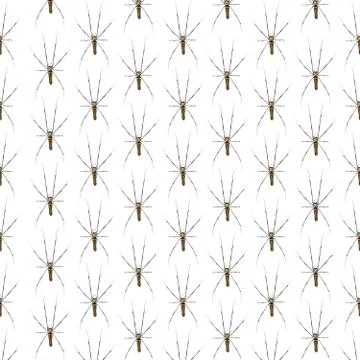Giant Scary Spider Pattern Isolated on a white background. Stock Photos
