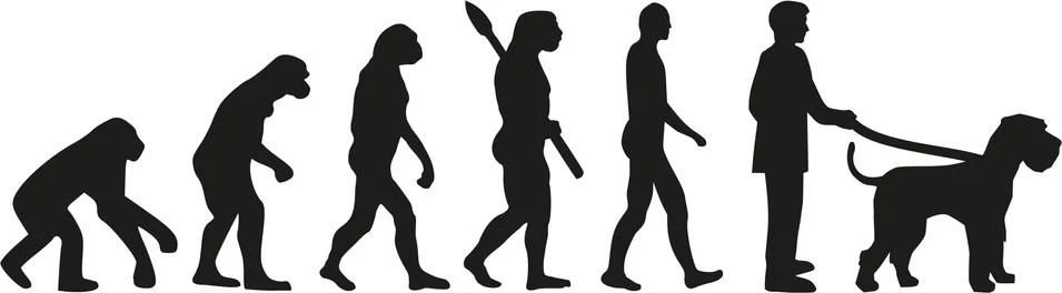 Giant Schnauzer  evolution Stockillustratie