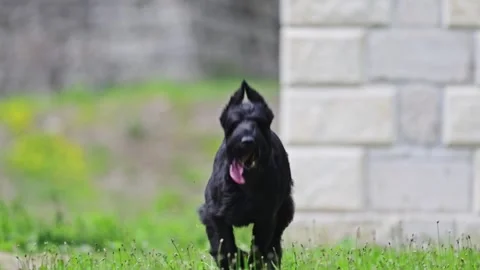 Giant schnauzer running on green grass, slow motion Stock Footage 244840344