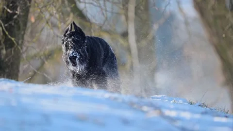 Giant Schnauzer slow-motion close-up, snow-covered and funny winter vibes. Stock Footage 295369103