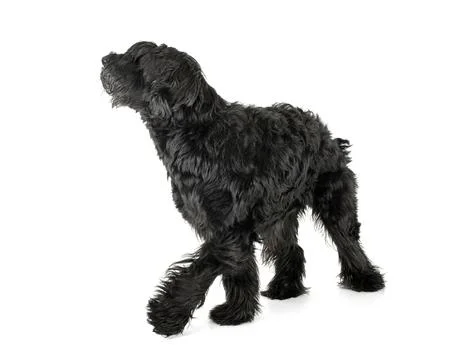 Giant Schnauzer in studio Stock Photos