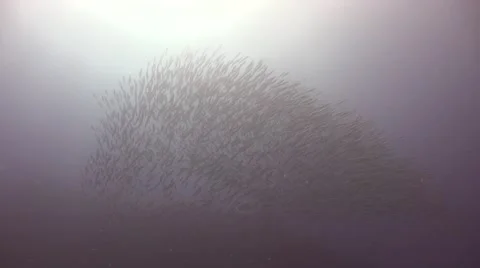 Giant school of barracuda Stock Footage 67240322