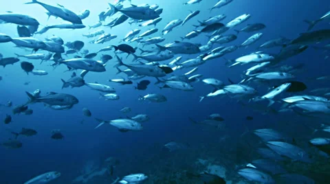 Giant school of jack fish over coral reef, red sea Stock Footage