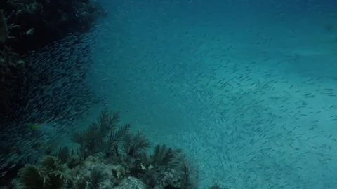 Giant school of minnows in Key Largo, Florida. Stock Footage 80436326