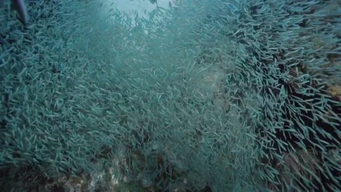 Giant school of minnows in Key Largo, Florida. Stock Footage 80436592