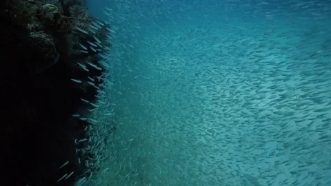 Giant school of minnows in Key Largo, Florida. Stock Footage 80436731