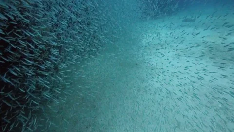 Giant school of minnows in Key Largo, Florida. Stock Footage 80436953