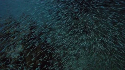 Giant school of minnows in Key Largo, Florida. Stock Footage 80436997