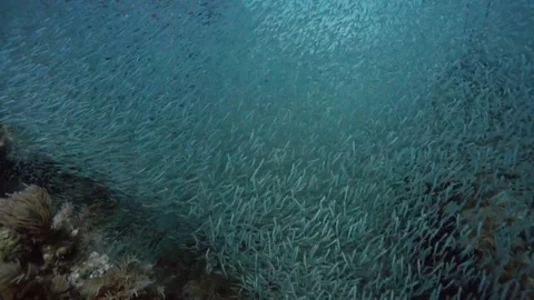Giant school of minnows in Key Largo, Florida. Stock Footage 80437080