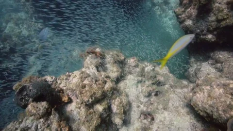 Giant school of minnows in Key Largo, Florida. Stock Footage 80437109