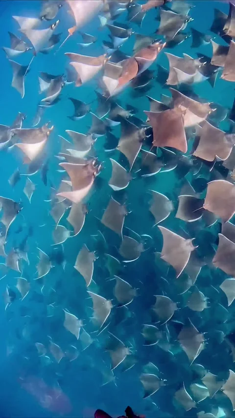 Giant School of Mobula Rays, La Paz, Mexico - 04 Dec 2025 Stock Footage 322693417