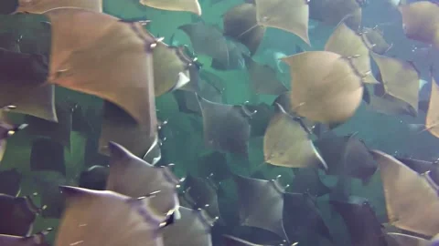 A giant school of Mobula rays surrounds a free diver. Stock Footage 137492428