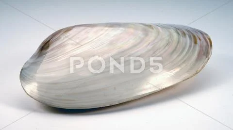 Giant Sea Clam Shot Hi Key Stock Photos
