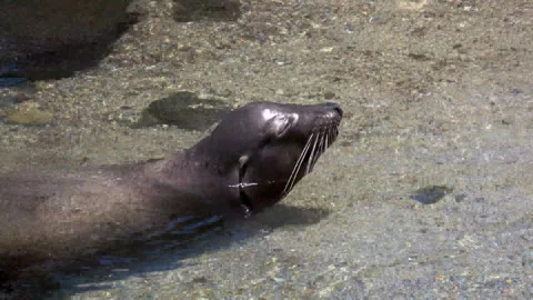 Giant sea lion comically laughs while lounging in tide pool Stock Footage 272565417