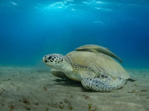 Giant Sea turtle close-up Red Sea Egypt Stock Photos