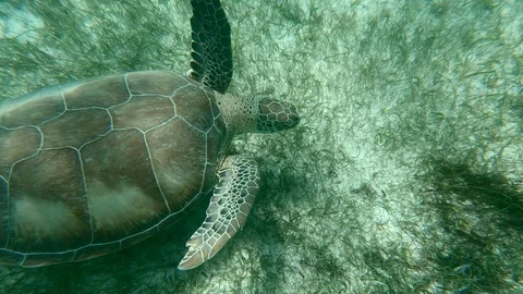 Giant Sea Turtle Close Up Slow Motion Underwater Animal Green Plants Nature Stock Footage 96540047