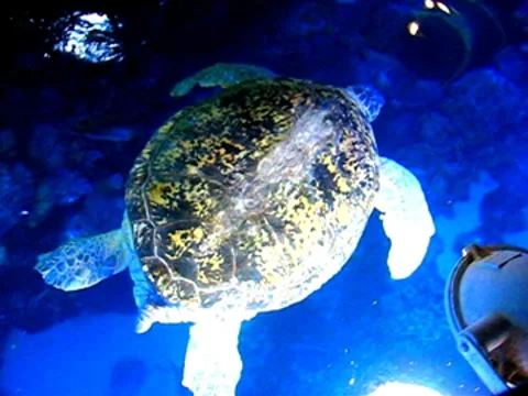 Giant sea turtle, Myrtle Stock Footage