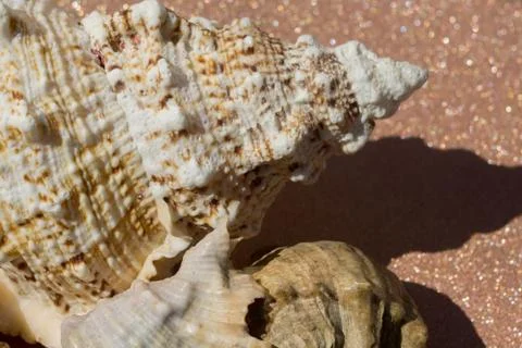 Giant Seashell Macro Stock Photos