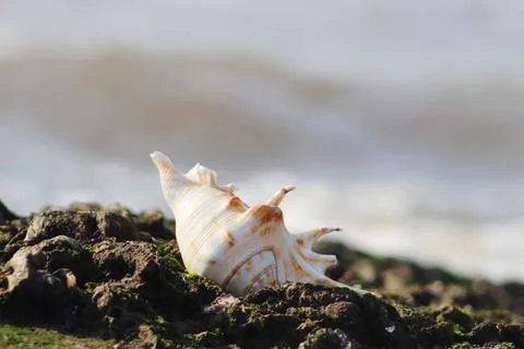 Giant Seashells In The Small Stone On The Beach Side Stock Photos