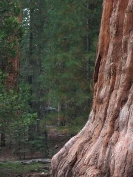 The Giant Sequioa Stock Photos