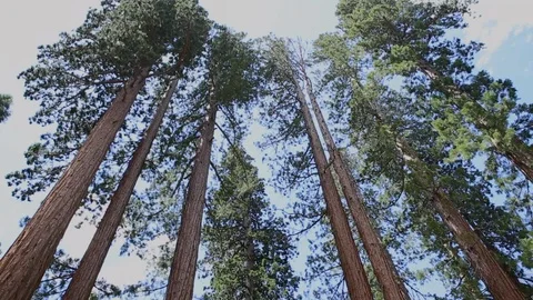 Giant Sequioa trees in California Stock Footage 120565402