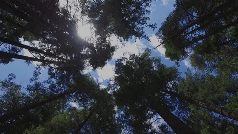 Giant Sequioa trees in California Stock Footage 123234952
