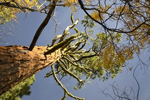Giant sequoia from the bottom Stock Photos