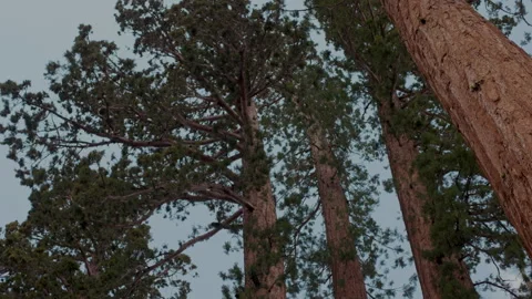 Giant sequoia canopy looking up against sky Yosemite Stock-Footage 347986152