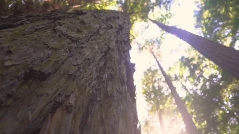 Giant Sequoia Closeup Stock Footage 80175741