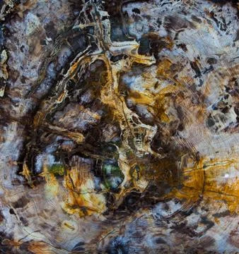 Giant Sequoia Cross Section 库存照片