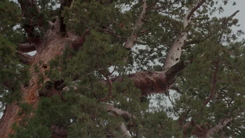 Giant sequoia crown branches close up in Mariposa Grove Stock-Footage 347985787