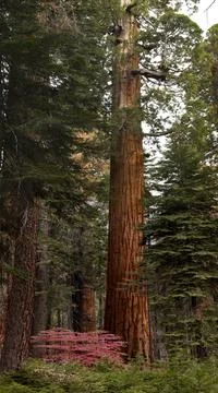 GIANT SEQUOIA IN THE FALL, SEQUOIA N.P. Stock Photos