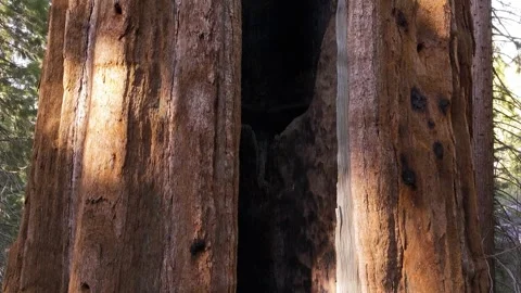 Giant Sequoia Fire Scar Close-Up Showing Hollow Trunk Interior in Mountain Stock Footage 337256892