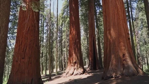 Giant Sequoia Forest and Sequoiadendron Giganteum Red Bark 4K Stock Footage 332134062