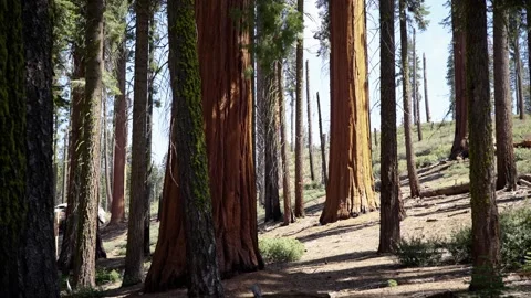 Giant sequoia forest illuminated by sunlight in Sequoia National Park Stock Footage 337115597