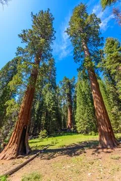 Giant sequoia forest - the largest trees on Earth in Sequoia National Park, C Stock-Fotos