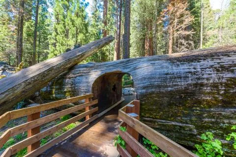 Giant sequoia forest - the largest trees on Earth in Sequoia National Park, C Stockfoto's