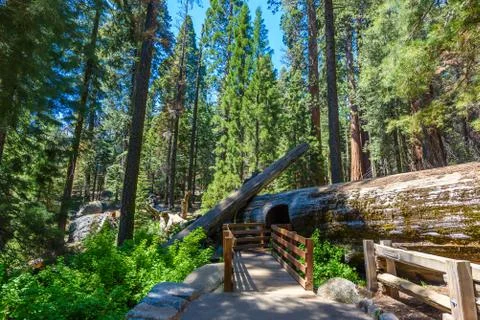 Giant sequoia forest - the largest trees on Earth in Sequoia National Park, C Photos