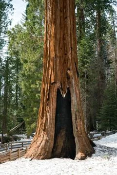 Giant Sequoia in the Forest Stock Photos