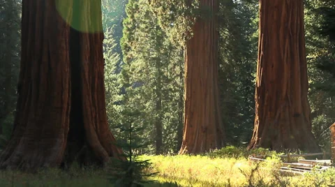 GIANT SEQUOIA GROVE Stock Footage 28837232