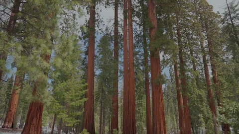 Giant sequoia grove with patchy snow in Yosemite Stock-Footage 347984626