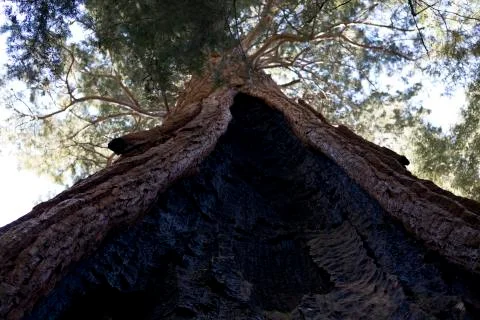 Giant Sequoia Stock Photos