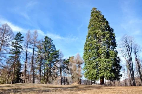 Giant sequoia Stock Photos