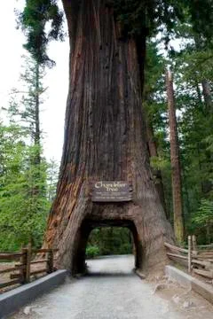 Giant Sequoia Stock Photos