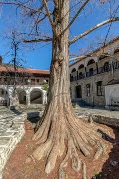 A giant sequoia. Stock Photos