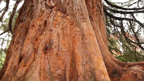 Giant sequoia redwood tree smooth camera tilt to bark base Stock Footage 118259979
